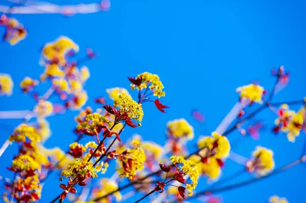 Acer Rubrum, genellikle bataklıklarda, bataklıklarda ve nehir kıyıları boyunca bulunur. Sonbaharda parlak kırmızı yapraklarıyla tanınır. Geyik ve sincap gibi vahşi yaşam için besin kaynağı olarak hizmet veriyor..