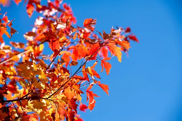Kırmızı, turuncu ve sarı yaprakların canlı gölgeleri çarpıcı bir zemin oluşturur. Sıcak güneş ışığı renkli yaprakların arasından süzülerek büyülü bir atmosfer yaratır. Büyüleyici bir manzara.