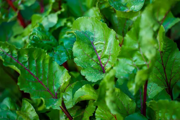 Kırmızı damarları olan eşsiz ve göz alıcı pancar yaprağı çeşitliliği her bahçeye ve yemeğe renk ve görsel bir ilgi katar. Hem süs hem de aşçılık için harika.
