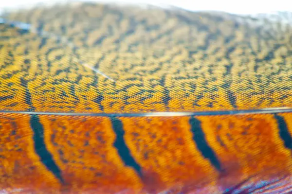 Sülün tüyünün doğaüstü güzelliğini hisset. Her bakışında mucizeyi ve büyüyü hisset. Doğanın krallığının zarafetini bir sülün tüyüyle serbest bırak..