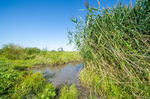 Steppe, su deposunun yakınındaki sazlıklar, Steppe ve Reed 'in yaşam alanları. Bu ekosistemler çeşitli bitki ve hayvan türlerine ev sahipliği yapar. Su kalitesini korumak için önemli