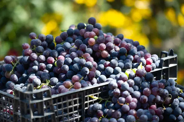 Gevrek ve ferahlatıcı siyah üzümler şarap yapmak için idealdir ya da sulu bir atıştırmalık olarak pazarlama malzemelerinde kullanmak için yüksek kalitede görüntü için idealdir