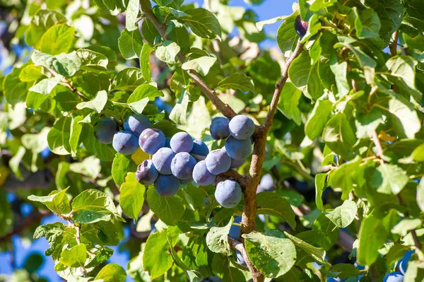 Özel erik ve mor renk şeması olan sağlık ve enerji odaklı bir ürün. Refahı ve canlılığı eşsiz bir bileşen bileşimi ile teşvik eder..