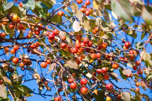 Küçük kırmızı elma. Besin yoğunluğunda atıştırmalık seçeneği. Bağışıklık sistemini güçlendirmek için birebir. Salata ve smoothie için ideal bir ilave..