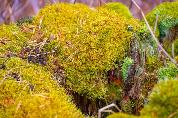 Doğal ve kırsal tasarım elementi. Her yere doğanın dokunuşunu getiriyor. Çiçek aranjmanlarına ya da teraryumlara doku ve derinlik eklemek için ideal.