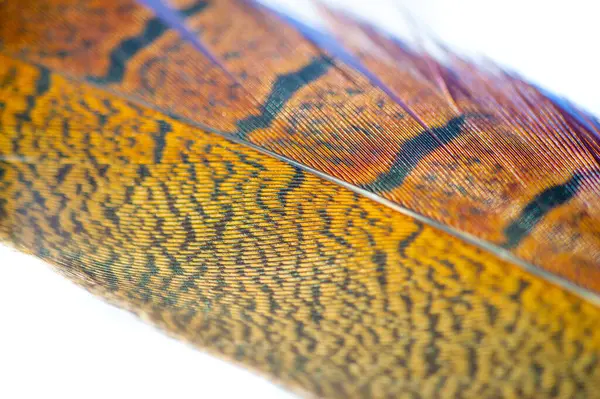 Sülün tüyü, ilk aşamanın cazibesini hisset. Kendinizi canlı renklerle ve pürüzsüz kıvrımlarla dolu bir dünyaya daldırın. Bırak hayal gücün bu mükemmel parçayla vahşileşsin..