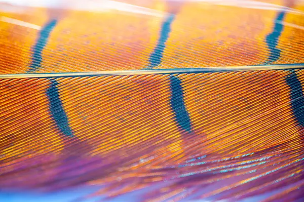 Şu sülün tüyünün zarafetine ve zarafetine bakın! Dünyadışı güzelliği bize doğal krallığın sayısız harikalarını hatırlatıyor. Bu büyüleyici tren hayal gücüne ilham versin.!