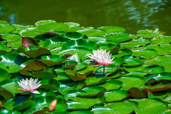 Lotus. Nelumbo. Nymphaeaceae. Nilüfer çiçeği. Doğanın suluboya paleti bu canlı nilüferlerin büyüleyici güzelliğine kendinizi daldırın, sessiz bir göleti yaşayan bir başyapıta dönüştürün.