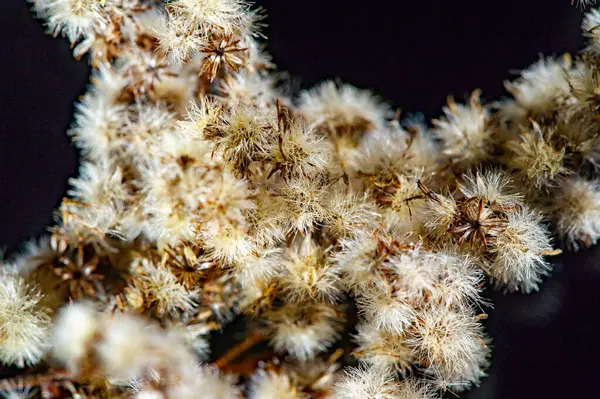 Sonbaharın özünü altın bir paletle yakalıyor. Siyah arkaplandaki karşıtlık çarpıcı bir görsel etki yaratıyor. Sonbahar mevsiminde sıcaklık ve konfor hissi uyandırır..