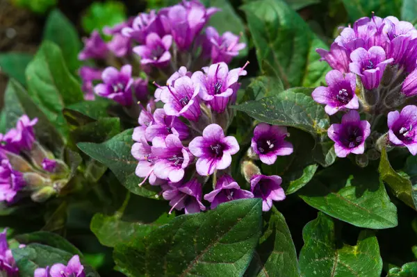 Physochlaina, Çin 'in kuzeybatısında ve çevresindeki bölgelerde bulunan itüzümü familyası Solanaceae' ye ait küçük bir bitki cinsidir..