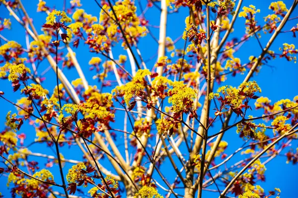 Acer Rubrum, Kuzey Amerika 'da yaygın olarak bulunur. Sonbaharda parlak kırmızı yapraklarıyla tanınır. Rutubetli topraklarda nemli topraklarda iyi yetişir. Çeşitli vahşi yaşam türleri için yaşam alanı ve yiyecek sağlar..