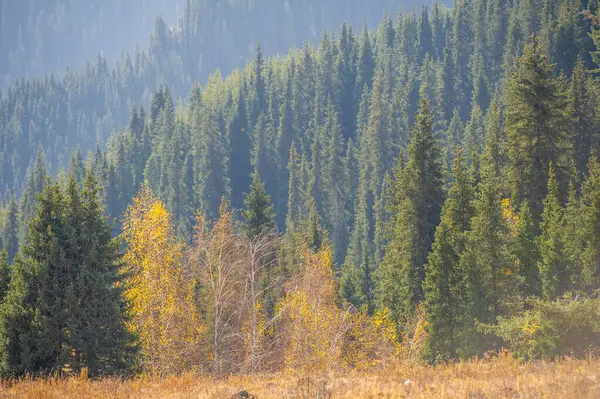 Tien Shan 'ın büyüleyici ladin ormanlarını keşfedin. Vahşi doğanın canlı sonbahar renklerini deneyimleyin. Dağlardaki yeni zirvelere yolculuk.