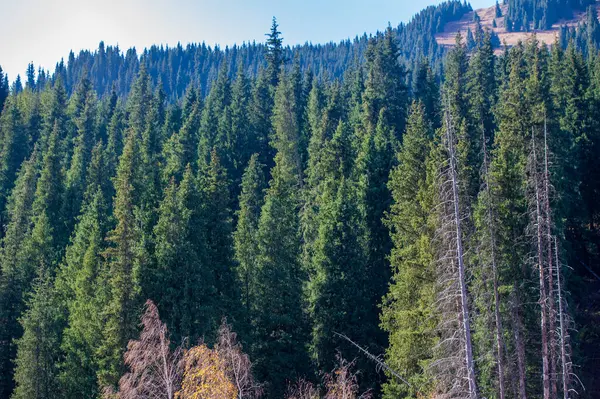 Doğanın güzelliğini parlak renklerle tecrübe et. Kendini canlı yapraklardan ve yemyeşil çam ağaçlarından bir duvar halısına batır. Yüksek dağların görkemli zemininden büyülenmek.
