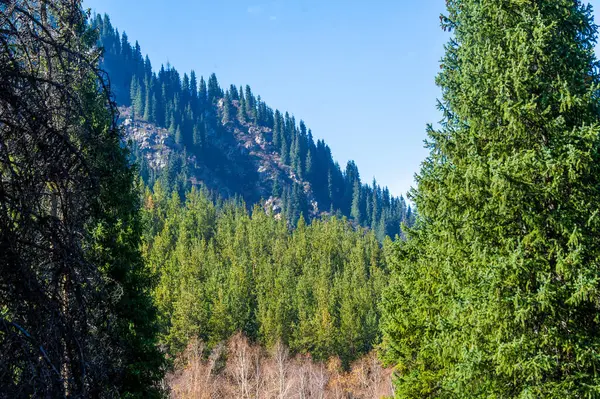 Dağlar sonbahara yerleştikçe orman, parlak kırmızı, altın sarısı ve kırsal turuncu tonlarıyla bezenmiş nefes kesici bir tuvale dönüşür..