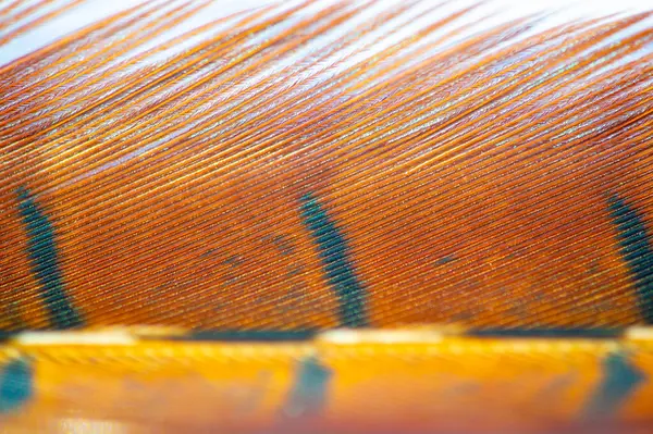 Sonbaharın güzelliğini bu zarif sülün tüyüyle kucaklayın. Sıcak, dünyevi tonları olan her ortama doğal zarafeti de ekleyin. Sonbaharın büyüleyici renklerini kutla