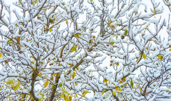 İlk kar sonbahar yapraklarının üzerine düştü. Sonbahar geldi bile, her şey uykuya dalıyor, gelecek kışın huzuru içinde her şey kayboluyor. Duyarlar, karın düştüğünü hissederler.