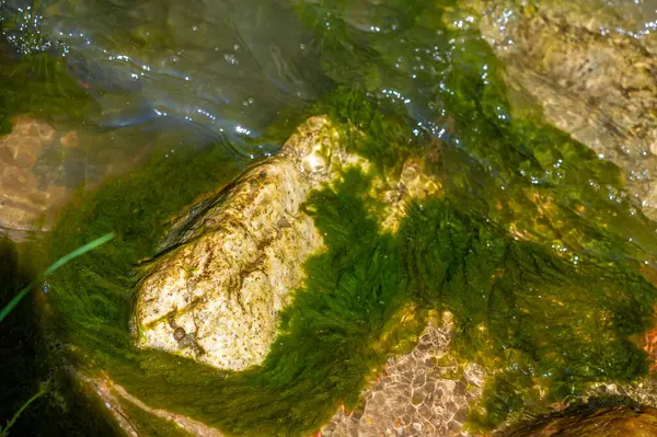 Işıl ışıl bir dağ deresinin rahatlatıcı enerjisini hisset. İçsel huzuru, akan suyun rahatlatıcı ritminde bul. Kendini doğanın güzelliğine ve sükunetine bırak..