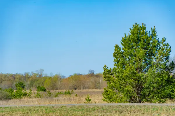 İlkbaharda ormandaki doğanın güzelliğini hisset. Yukarıdaki kasvetli gökyüzüne bakarken korkuyu ve merakı hisset. Doğayla gelen neşe ve yenilenmeyi kucaklayın.,