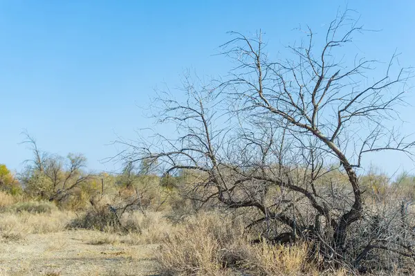 Sonsuz bozkırların arasında, yalnız ve çıplak bir ağaç, sonbaharın gelişi karşısında bile dimdik duran, doğanın dayanıklılığını nazik bir şekilde hatırlatır. Doğa Mevsimsel Görkemi Gösteriyor