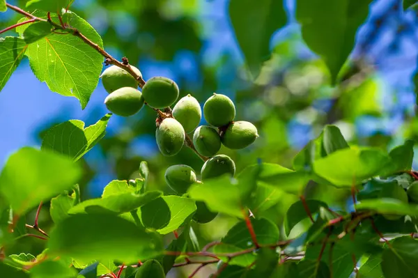 Kayısı vitamin açısından zengin sulu meyvelerdir. Çiftliklerde yetişir ve en yoğun mevsimde hasat edilir. Kayısı yemek sağlığa iyi gelir ve temel besinleri sağlar..