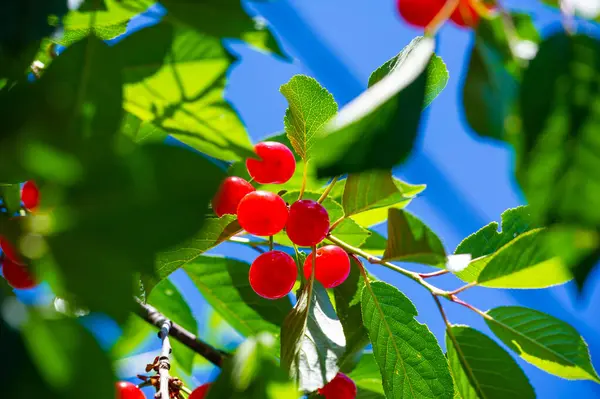 Genel sağlık için iyi olan besin değeri yüksek bir meyve. Vitamin ve antioksidan açısından zengin. Vejetaryenler için lezzetli ve lezzetli bir aperatif seçeneği. Sağlık yararları için herhangi bir diyete mükemmel bir ilave.