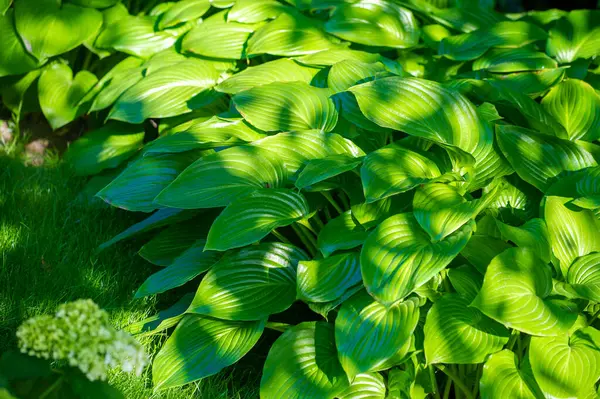 Yeşil hosta yaprağının güzelliğini ve canlılığını hissedin. Bu başyapıt vasıtasıyla doğanın sanatını keşfedin. Bu yaprağın hayat ve tazeliğinden ilham al..