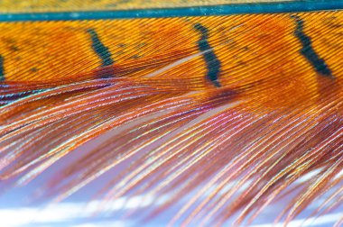 El yapımı sülün tüylerinin hayranlık uyandıran güzelliğini deneyimlemek canlı renkler ve karmaşık desenler büyüleyici bir manzara yaratır. Tüylü cennet size doğanın enfes harikalarını getirir.