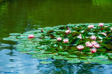 Lotus. Nelumbo. Nymphaeaceae. Nilüfer çiçeği. Suyun kucaklamasında dingin bir güzellik. Su Zambakları Çiçek Açar