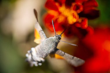 Çok güzel bir şahin güvesi çarpıcı detaylar yakalamış. Canlı çiçekler resme bir renk patlaması ekler. Doğanın en iyi fotoğrafı.