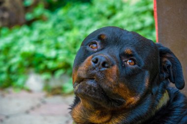 Korkusuz ve otoriter gardiyan sessizce güç hissi yayar Rottweiler yaşamının özünü somutlaştırır.
