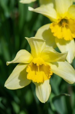 Çiçek açmış sarı nergislerin canlı renklerinin tadını çıkar. Baharın yenilenmesine ve tazeliğine tanık olun. Doğanın büyüme ve yeniden doğuş döngüsünün güzelliğini tecrübe edin..