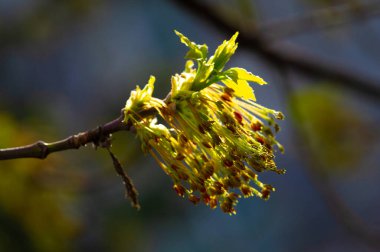 Doğanın güzelliğini canlı sarı tonlarda yakala. Bahar melteminde akçaağaç çiçeklerinin yumuşak hareketlerinde kendini kaybet. Doğanın dokunuşunu göz kamaştırıcı fotoğraflarla evinize getirin..