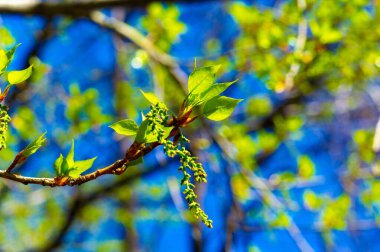 Güzel kavak çiçekleri ilkbaharın başlarında açar. Popüler küpeler manzaraya biraz yumuşaklık katar. Kavak kuşlarının görünümü, sıcak havanın gelişi anlamına gelir..