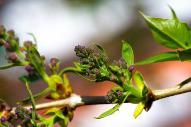 Büyüleyici leylak çiçeklerini görmeye hazır olun. Doğanın güzelliğini Botanik Harikaları ile yakından tecrübe edin. Bu narin tomurcukların canlı çiçeklere dönüşmesini izleyin..