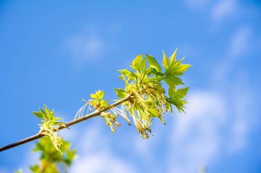 İlkbaharın güzelliğini canlı sarı renklerle yakala. Rüzgardaki akçaağaç çiçeklerinin nazik dansının tadını çıkar. Hem doğa fotoğrafçılığı hem de sanat severler için idealdir..