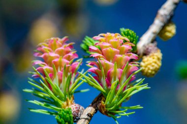 Pembe kozalakların çarpıcı konilerini bir çam ağacının arka planında hissedin. Doğayla bağlantı kur ve baharın güzelliğini takdir et. Nadir ve güzel bir manzaraya tanık olun.