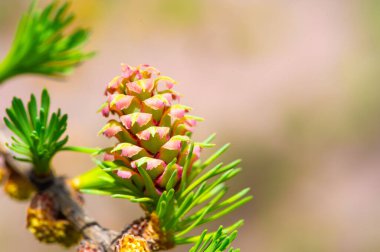 Baharda parlak pembe karaçam konilerinin büyüleyici manzarası. Doğaya dokun ve güzelliğini takdir et. Çiçekli çam ağaçları gibi eşsiz bir fenomene tanık olun. Biraz sakinliğin tadını çıkar.