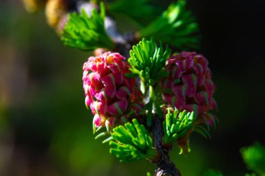 parlak pembe tarla konilerini kullanarak bahar manzarası. Bu renkli eklemelerle çam dallarının güzelliğini arttır. Bu eşsiz dekorasyonlarla doğanın güzelliğini dış mekanınıza ekleyin..
