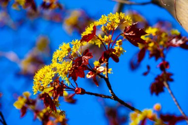 Acer Rubrum, genellikle bataklıklar, bataklıklar ve nehir kıyıları gibi ıslak yerlerde bulunur. Parlak kırmızı yapraklarıyla tanınır. Adaptasyon ve hızlı büyüme hızı nedeniyle çevre düzenlemesi için popüler bir seçim
