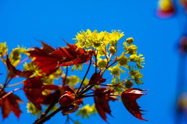Kırmızı Akçaağaç, parlak kırmızı yapraklı hızlı büyüyen bir ağaç. Islak ve bataklık bölgelerde iyi yetişir ama daha elverişli toprak koşullarına uyum sağlayabilir. Meyve suyu da akçaağaç yapmak için benzer bir şekilde kullanılabilir.
