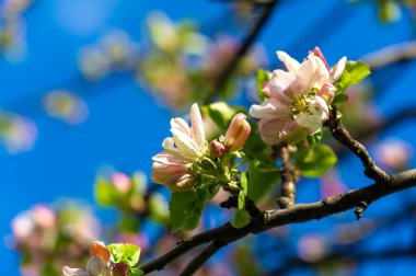 Çiçek açmış pembe bir elma ağacının çarpıcı yakın plan fotoğrafı. Doğanın nazik ve güzel bir eseri, detaylarıyla ele geçirilmiş. Çiçek gücü pembelerinin büyüleyici güzelliğinin tadını çıkar..