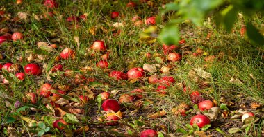 Elmalar ağaçtan yere düşer. Elma bahçesi ve bir sürü çürümüş meyve, sonbaharda kırsal alanda, bahçedeki ağacın altında.