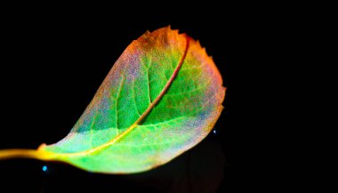 Rowan yaprağı parlak kırmızı yaprak ve siyah arkaplan arasındaki çarpıcı renk kontrastı. Sonbahar temalı projeler veya projeler için mükemmel. Parlak renk paleti sonbaharın özünü yakalar..