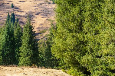 Kendinizi Tien Shan 'ın parlak sonbahar renklerine daldırın. Doğanın orkestrasının senfonisini deneyin. Sonbaharın zıt gölgelerine daldır kendini.