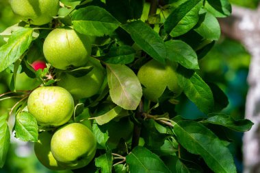 Elmalar. Aslında, Antik Yunan 'da çikolata yoktu, ama Afrodit elmaları severdi. Onun kutsal meyvesiydi, belki de kendisi gibi güzel ve tatlı olduğu içindir..