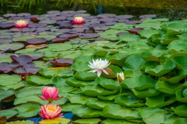 Bu büyüleyici nilüferler, sakin sularda narin bir şekilde süzülen yaprakları ile, sakin bir sığınak yaratırlar, rahatlamak için mükemmel bir mola verirler.