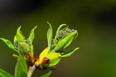 Büyüleyici leylak tomurcuklarımızla doğanın güzelliğini hisset. Bu tomurcukların gözlerinizin önünde nefes kesici çiçeklere dönüşmesini izleyin. Botanik yaşamın mucizesini ve büyüsünü keşfedin.