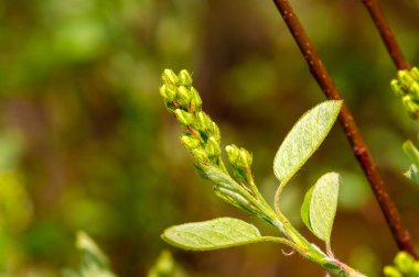 Amelanchier ayrıca Shadbush, Serviceberry veya yaban mersini, Juneberry, İran üzümü, şeker eriği, yaban eriği olarak da bilinir.