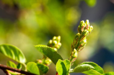 Cins, yaklaşık 20 yaprak döken çalı ve küçük ağaç türünü içerir. Shadbush olarak da bilinir. Serviceberry. Sarvisberry. Haziran meyvesi. İran çileği. Şekerparem. Vahşi erik. Meyveler yenilebilir.