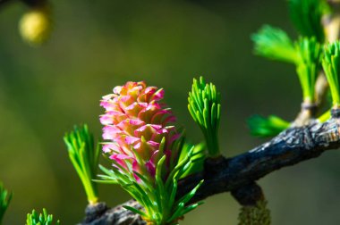 Parlak pembe kozalak manzarasının tadını çıkar. Baharın ilk günlerinde doğanın güzelliğini kutlayın. Çiçekli çam ağaçlarının eşsiz ve nadir fenomeninin tadını çıkarın..